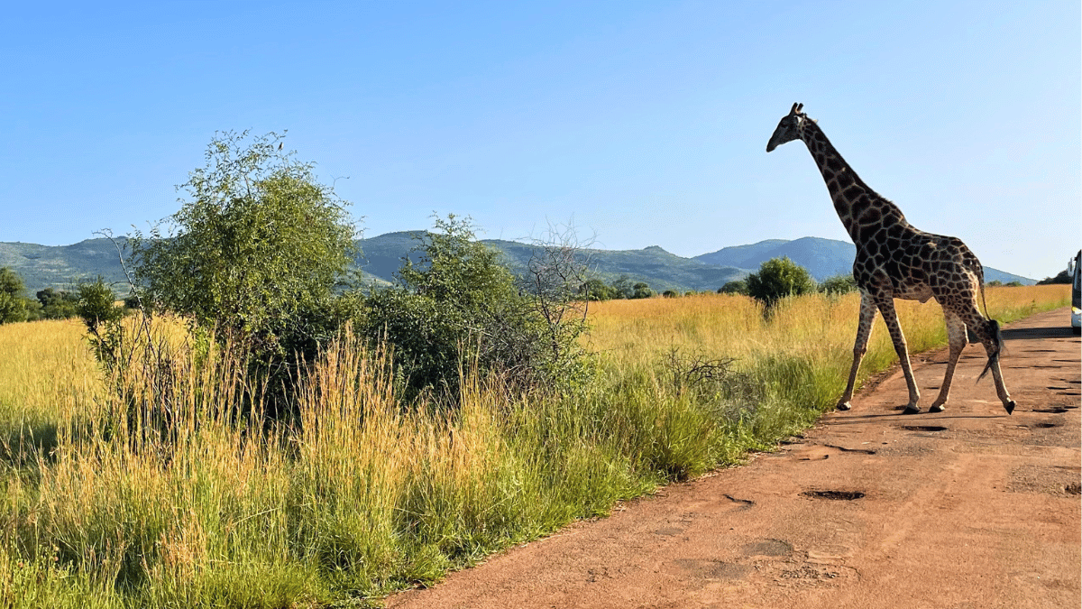 Visiting Pilanesberg: Best Time to Visit, Weather, Tips, and More