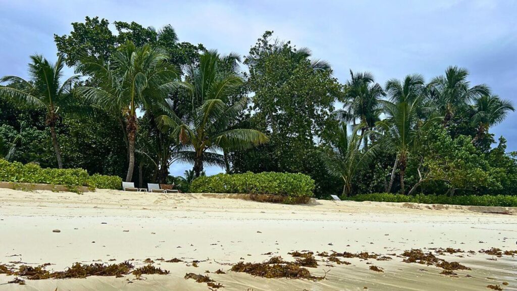 tropical beach with white sand, palm trees, and a row of lounge chairs beside green shrubs under a blue sky.